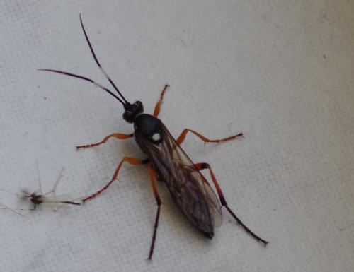 Diphyus quadripunctorius
